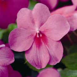 Impa. Simple Dezire Lavender