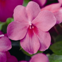 Impa. Simple Dezire Lavender Splash
