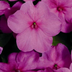 Impa. Simple Dezire Lilac