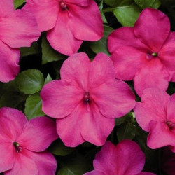 Impa. Simple Dezire Pink