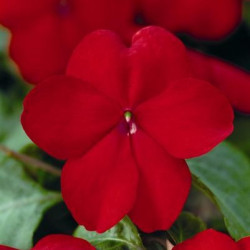 Impa. Simple Dezire Red