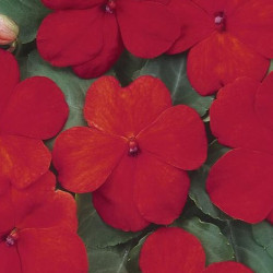 Impa. Simple Dezire Salmon Scarlet