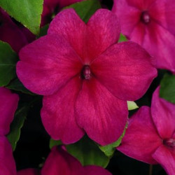 Impa. Simple Dezire Violet