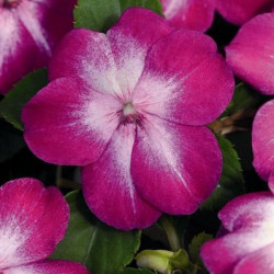 Impa. Simple Dezire Violet Starbust