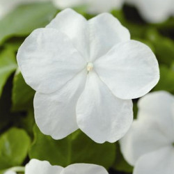 Impa. Simple Dezire White