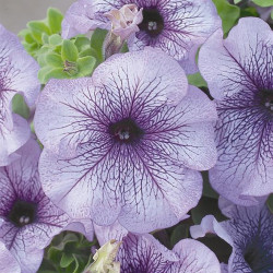 Pétunia Grandi. Parade Blue Vein