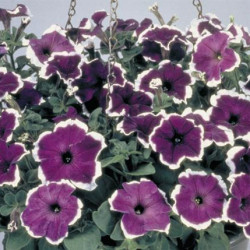 Pétunia Grandi. Parade Blue Picotée