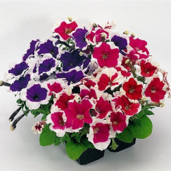 Pétunia Grandi. Parade Mix Picotée