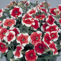 Pétunia Grandi. Parade Red Picotée