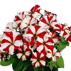 Pétunia Grandi. Parade Red Star