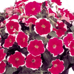 Pétunia Grandi. Parade Rose Picotée