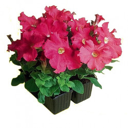 Pétunia Grandi. Parade Rose Star