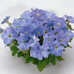 Pétunia Grandi. Parade Sky Blue