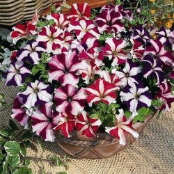 Pétunia Grandi. Parade Star Mix