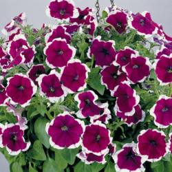 Pétunia Grandi. Parade Velvet Picotée