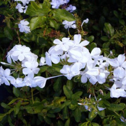 Plumbago Auriculata Blanc