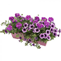 Jardinière Anglaise