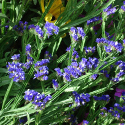 Statice Royal Bleu Foncé
