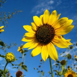Tournesol Premier Jaune Citron