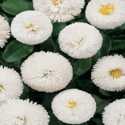 Pâquerette Blanche
