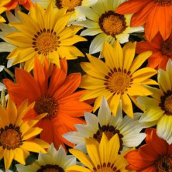 Gazania Feuille Argentée