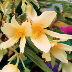 Bégonia Ret.Summerwing  Vanilla