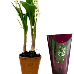 Muguet 2 Brins Géant EXTRA