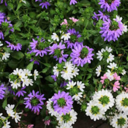 Scaevola