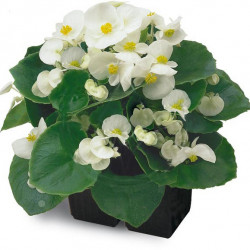 Bégonia Blanc FV Ambas.
