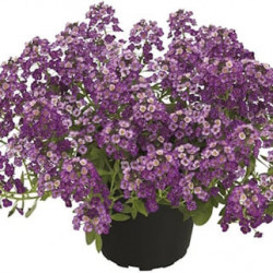 Lobularia