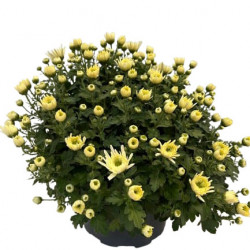 Cpe de Multifleurs Jaune D23