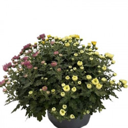 Cpe de Multifleurs Multicolore D23