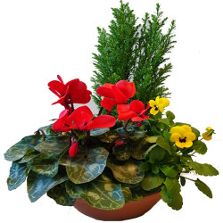 D18 - Coupe couleur 3 plantes