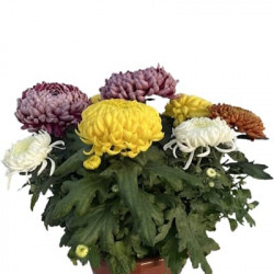 Coupe Grosse Fleurs 8/9T Multicolore