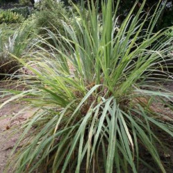 Citronnelle de Madagascar