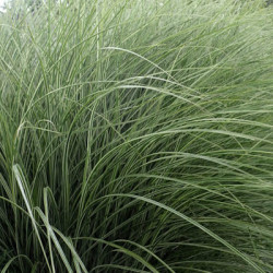 Miscanthus s. Morning Light