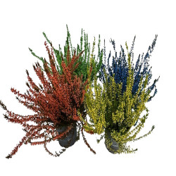 Bruyère Calluna Teintée