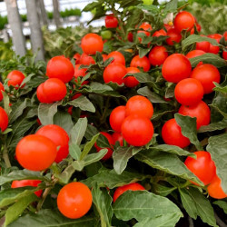 Solanum Fleurs et Boules Rouges