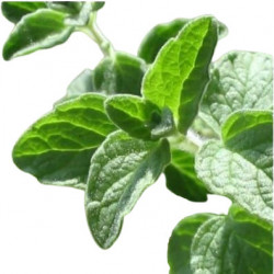 Origan Vert Margeritha