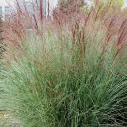 Miscanthus Morning Light