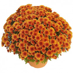Multifleurs 25x25 Krousti Doré