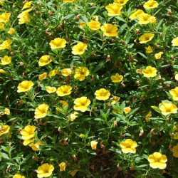 Trixie Calibrachoa