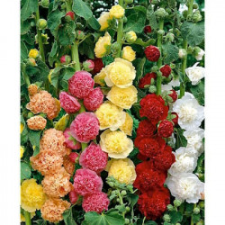 Rose Trémière Dbl Varié