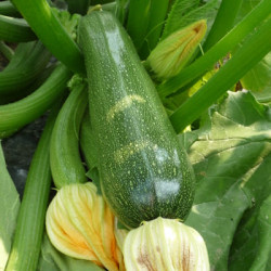 Courgette Astia Vert Foncé