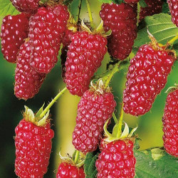 Mûre-Framboise Buckingham Tayberry