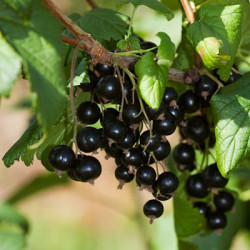 Cassis Noiroma AutoFertile