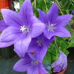 Platycodon Simple