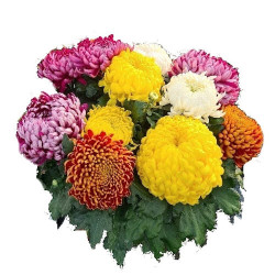 Coupe Grosse Fleurs 10/12T Multicolore