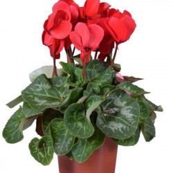 Cyclamen 3/5 Fleurs