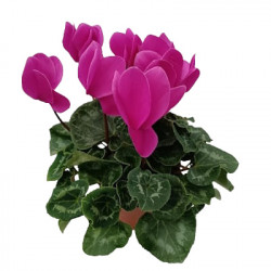 Cyclamen 7/10 Fleurs
